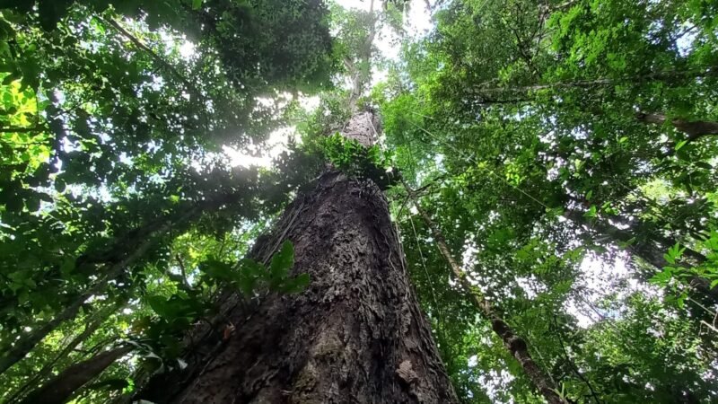 Grito dos Excluídos no Amapá: Uma Luta pela Vida e Justiça Social