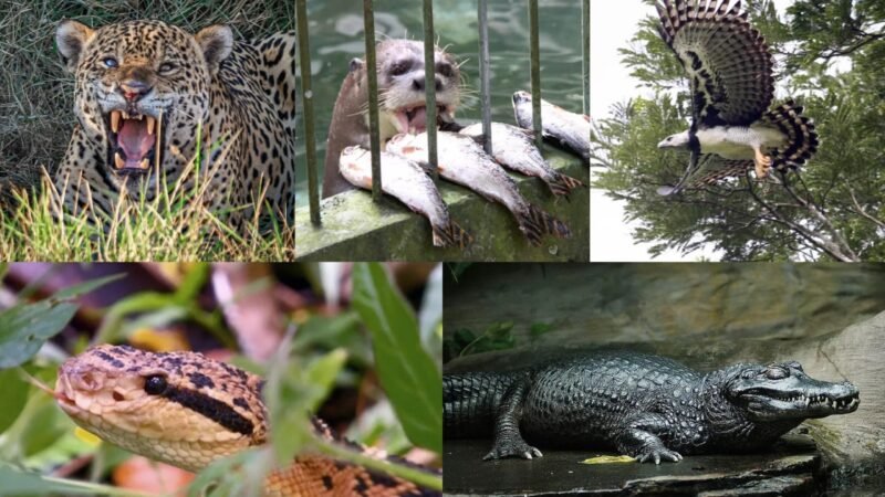 Os Predadores da Amazônia: Conheça os Gigantes da Floresta