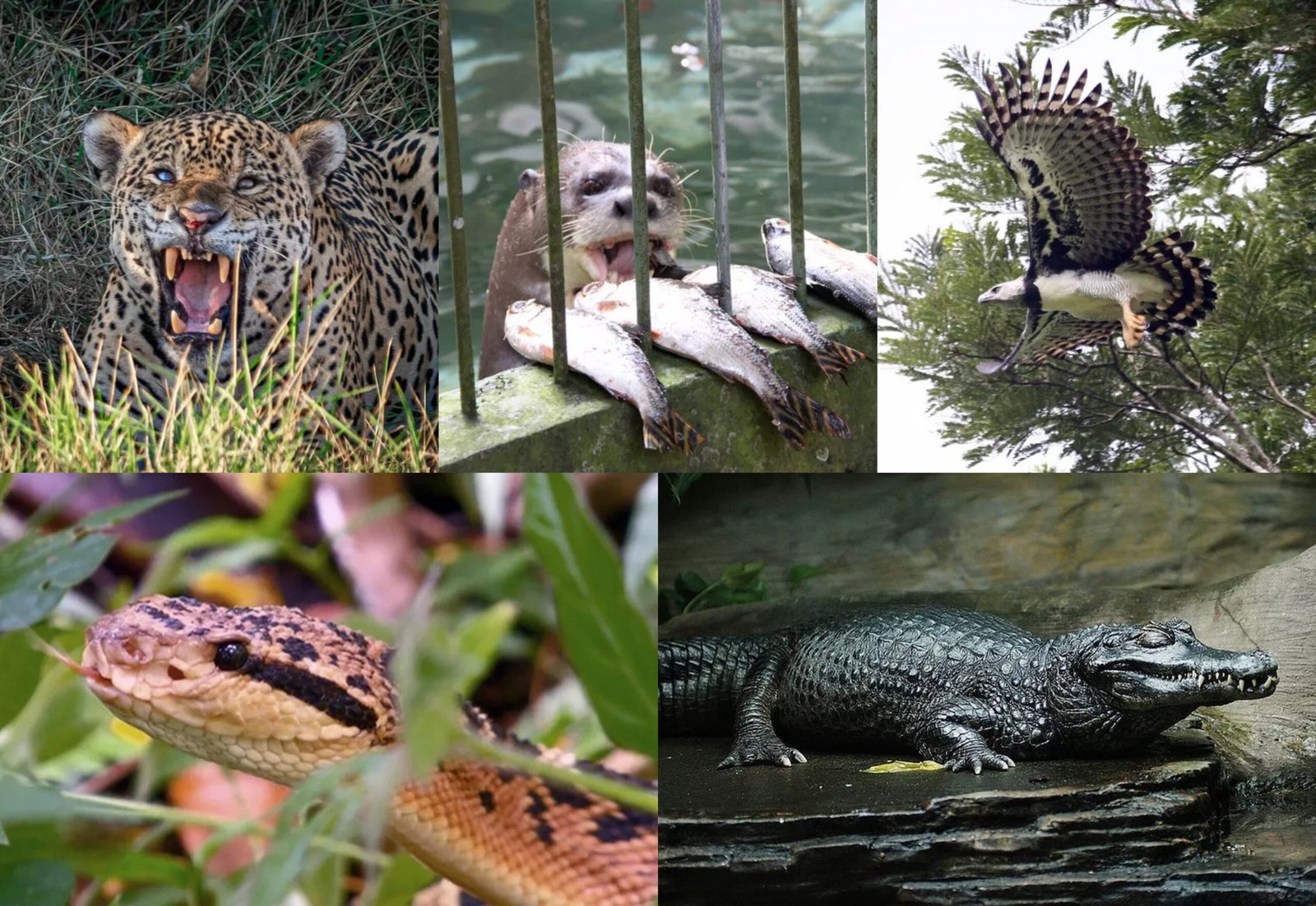 Os Predadores da Amazônia: Conheça os Gigantes da Floresta