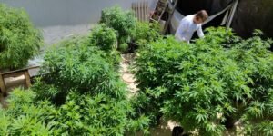 Feira em Fortaleza Promove Debate Sobre Políticas de Drogas e Justiça Social