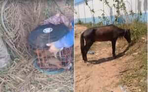 Resgate de Animais em Santarém: Cães Abandonados e Cavalo em Situação Crítica