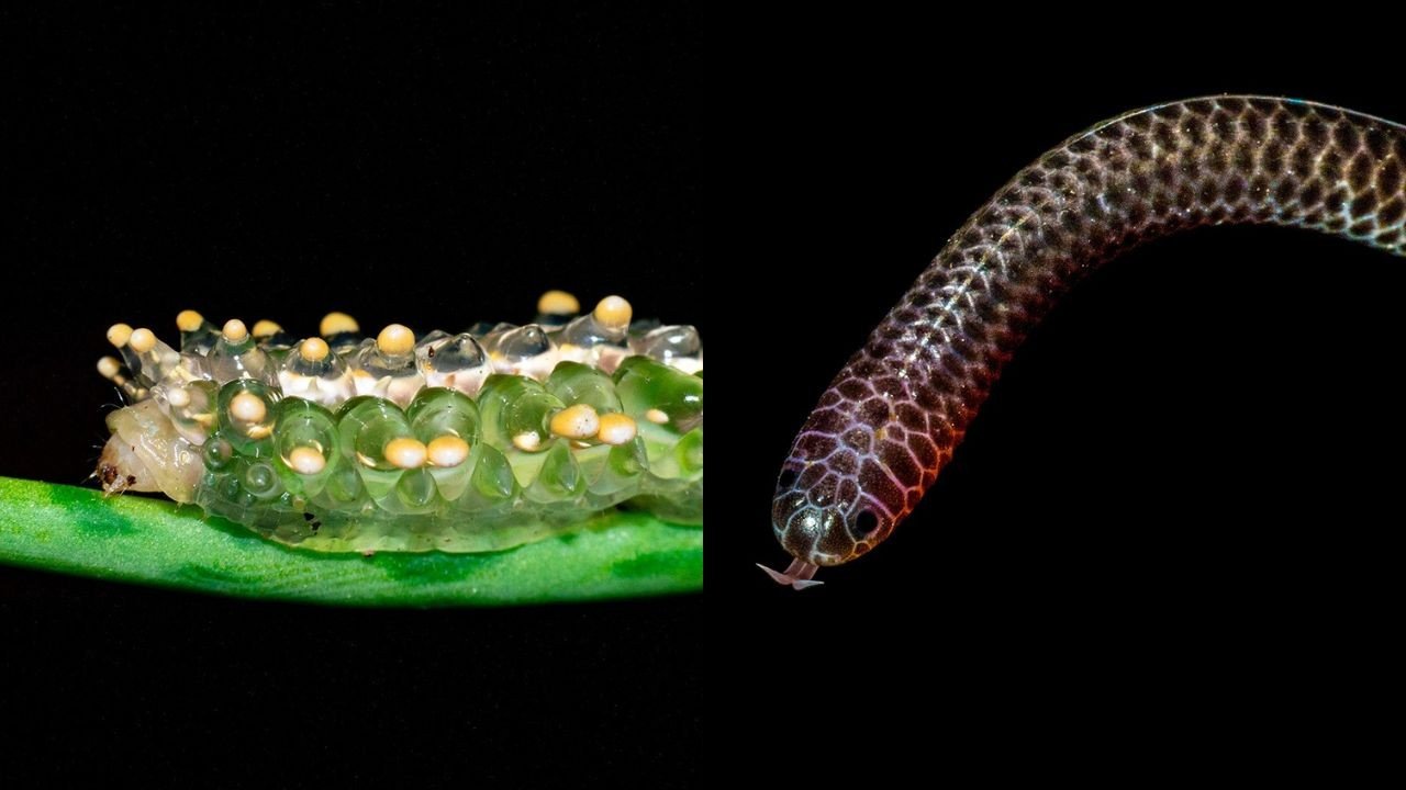 Descubra cinco animais fascinantes do bioma Amazônico no Amapá