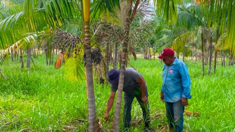 Açaí de Roraima: Caminhos para o Reconhecimento e Valorização da Produção