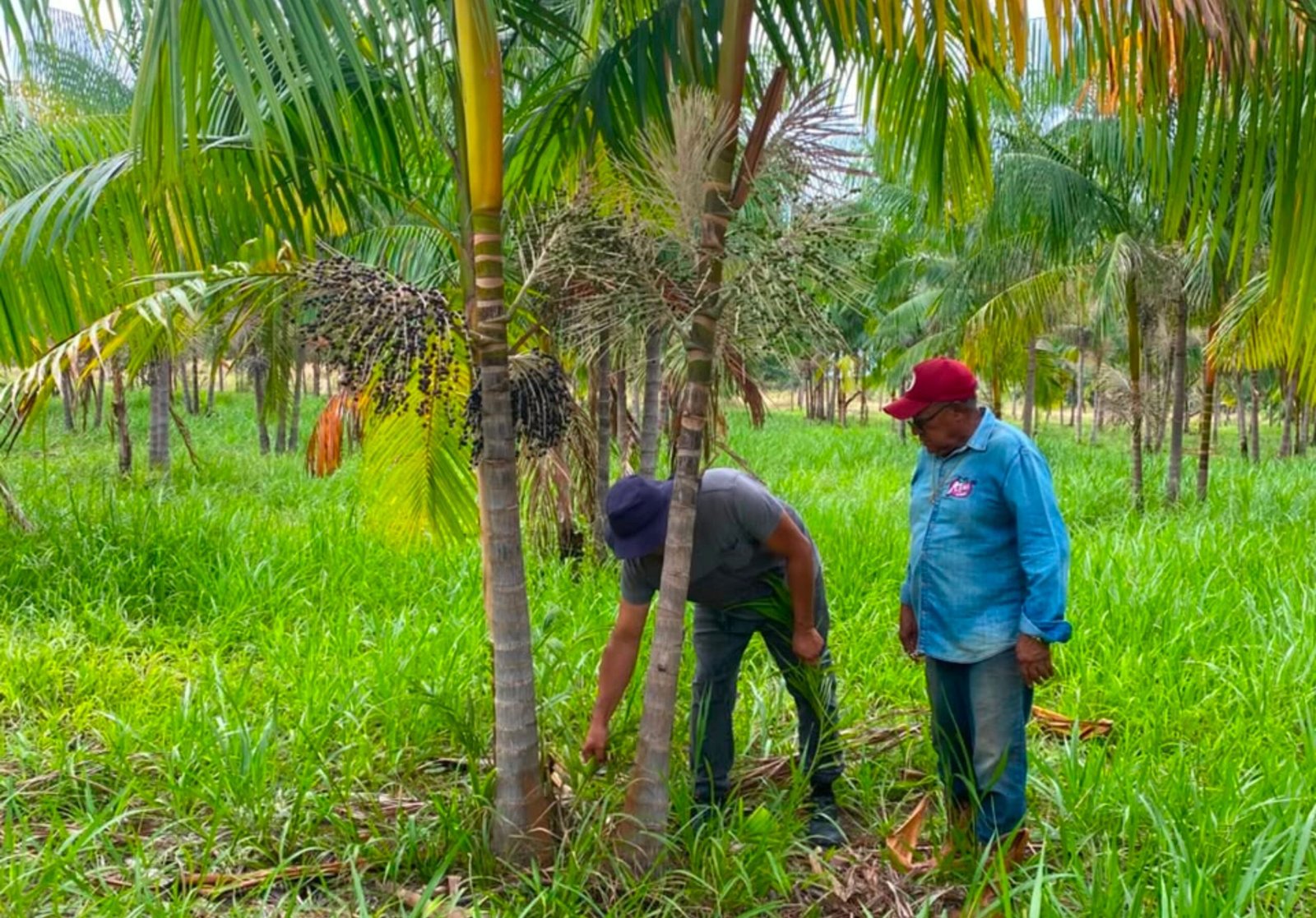 Açaí de Roraima: Caminhos para o Reconhecimento e Valorização da Produção
