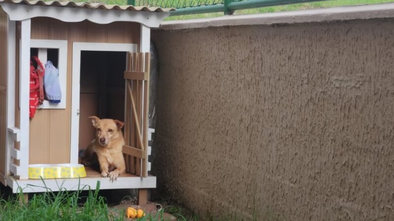 Designer Cria Ventilador Solar para Proteger Cachorra do Calor em Manaus