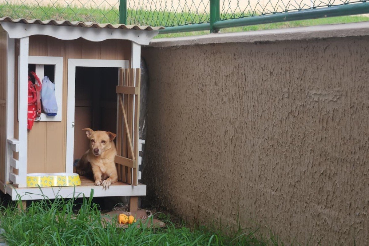 Designer Cria Ventilador Solar para Proteger Cachorra do Calor em Manaus