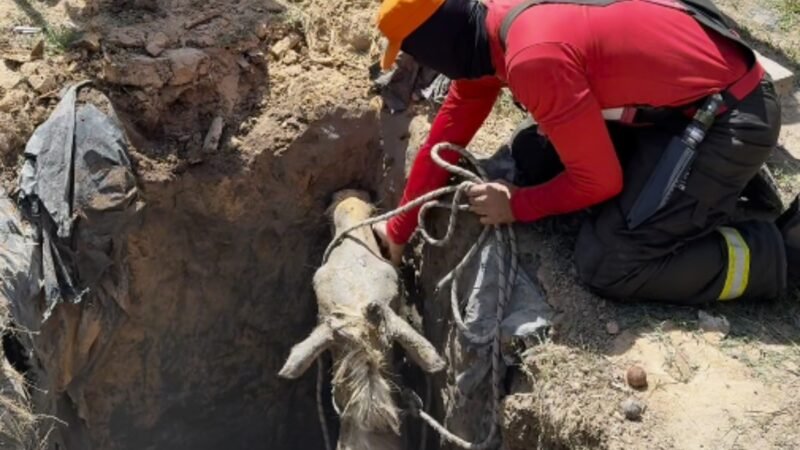 Resgate de Égua em Parintins: Operação dos Bombeiros Salva Animal de Quatro Metros de Profundidade