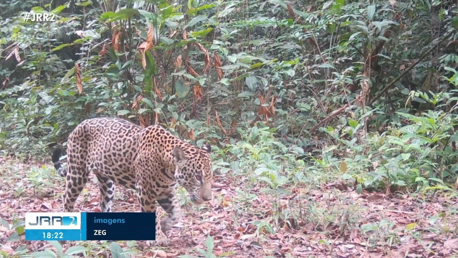 Iniciativa Sustentável: Créditos de Carbono Protegem a Fauna Amazônica em Roraima