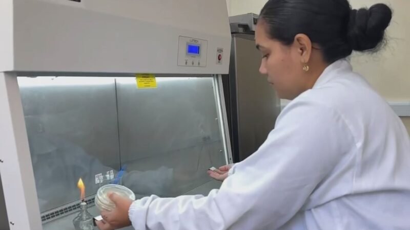 Embrapa Intensifica Pesquisas para Combater a Vassoura-de-bruxa da Mandioca no Amapá