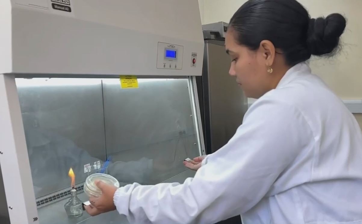 Embrapa Intensifica Pesquisas para Combater a Vassoura-de-bruxa da Mandioca no Amapá