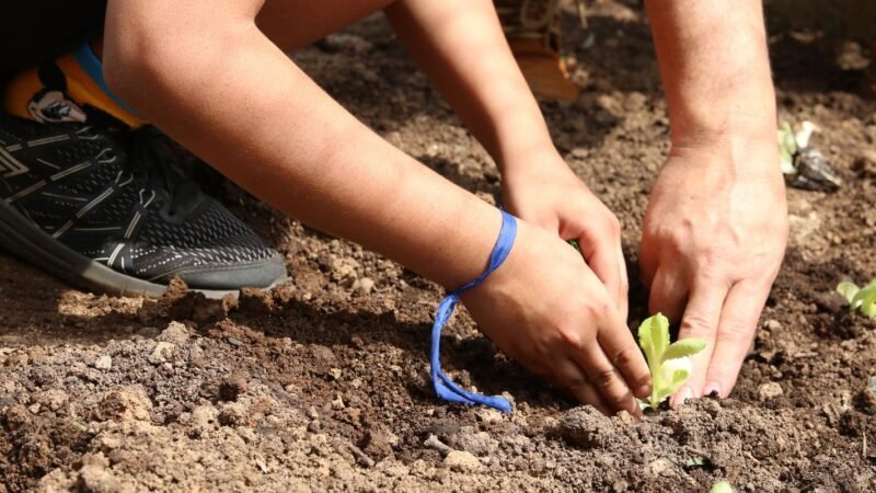 Candidatos à Eleição Recebem Carta de Apoio à Agroecologia em São Paulo