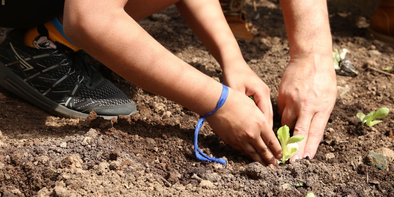 Candidatos à Eleição Recebem Carta de Apoio à Agroecologia em São Paulo