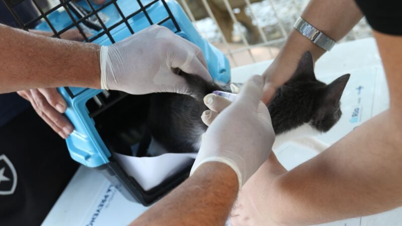 Raiva em Cão no Rio: Alertas e Medidas de Prevenção