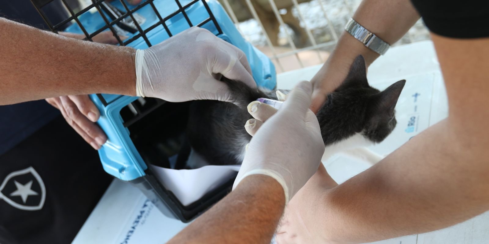 Raiva em Cão no Rio: Alertas e Medidas de Prevenção