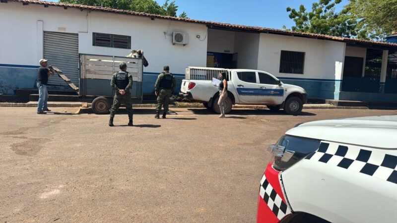 Resgate de Cavalos em Santarém: Ação Contra Maus-Tratos Animais