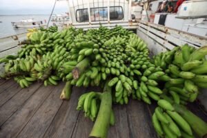 Assentados de Monte Alegre se Preparam para o Festival da Banana com Apoio da Emater