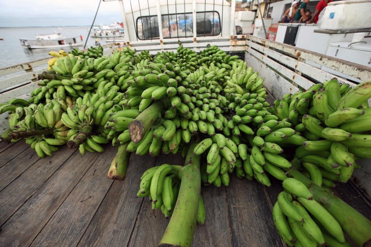 Assentados de Monte Alegre se Preparam para o Festival da Banana com Apoio da Emater