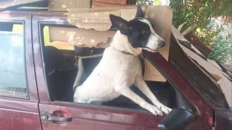 Polícia Civil Resgata Animais em Condições Precárias no Paraná