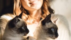 Estudo Global Revela que a Presença de Gatos Aumenta a Felicidade em 93 Países