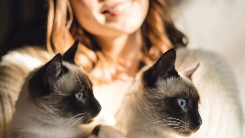 Estudo Global Revela que a Presença de Gatos Aumenta a Felicidade em 93 Países