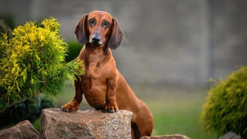Cushing em Cães: Identificando Sinais e Sintomas Distintivos