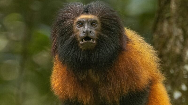 Cientistas Implementam Vacinação de Mico-Leão-Caiçara Contra Febre Amarela no Paraná