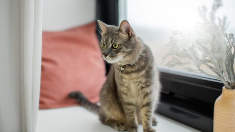 Estudo Revela Presença de Microplásticos em Tecidos Reprodutivos de Gatos nos EUA