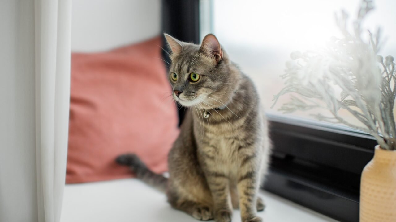 Estudo Revela Presença de Microplásticos em Tecidos Reprodutivos de Gatos nos EUA