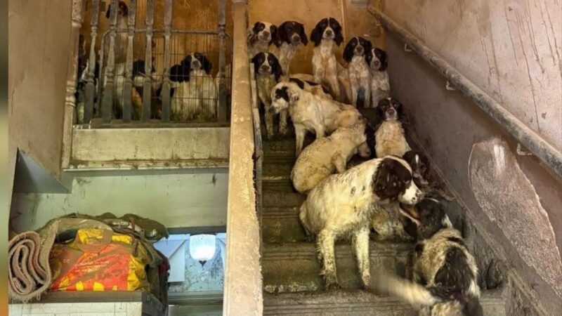 Família é Punida Após Descoberta de Maus-Tratos a 84 Cães na Inglaterra