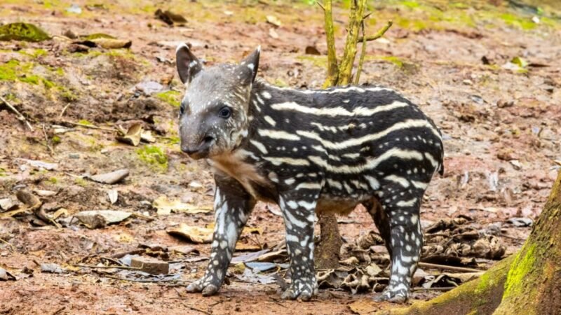 Nascimento de Filhote de Anta no Simba Safari Destaca Iniciativas de Conservação em SP