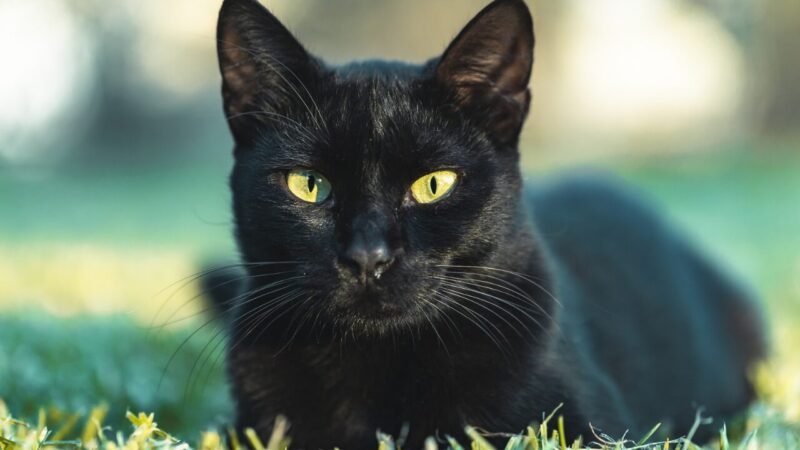 Gatos Pretos: Desmistificando Preconceitos e Promovendo Adoção