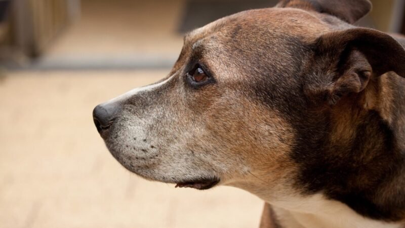 Avaliação da Geriatria Veterinária: Além da Idade na Tomada de Decisões