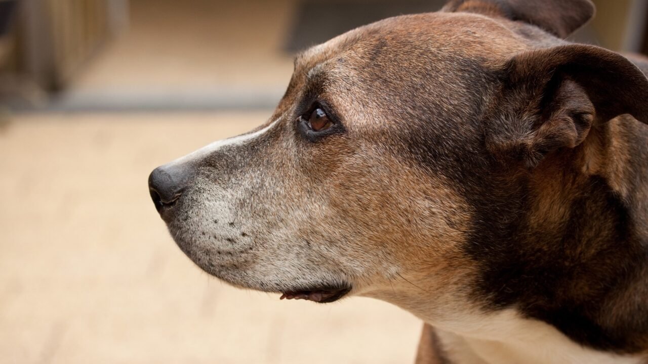 Avaliação da Geriatria Veterinária: Além da Idade na Tomada de Decisões