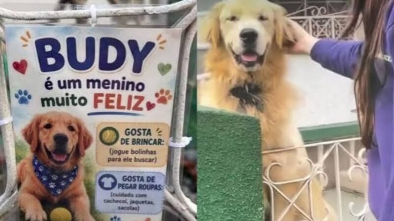 O Fenômeno Viral do Cão Budy: 300 Visitantes e 4,6 Milhões de Visualizações