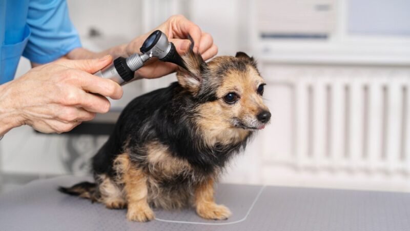 Inovação no Tratamento de Otite Canina: Gotas Ópticas com Probióticos