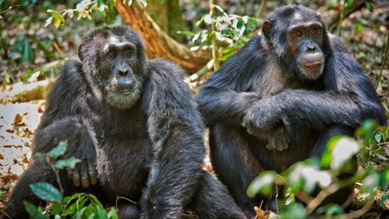 A Essencialidade dos Insetos na Biodiversidade: Muito Além da Alimentação