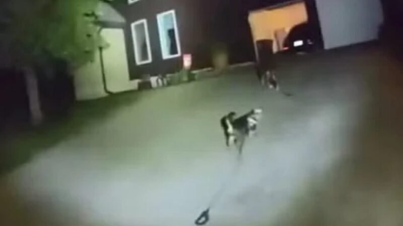 Cão Leal Busca Ajuda e Salva Dono em Incidente no Kansas