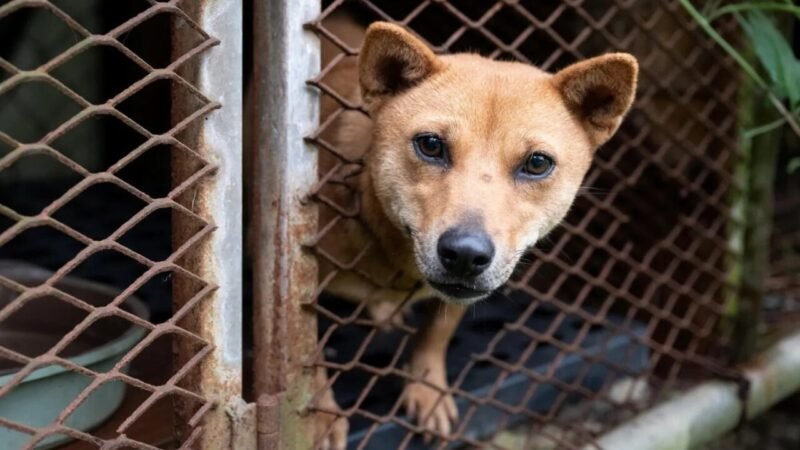 Resgate de Cães Marca Transição na Indústria da Carne na Coreia do Sul