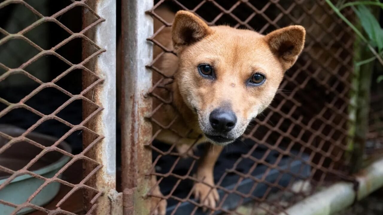 Resgate de Cães Marca Transição na Indústria da Carne na Coreia do Sul