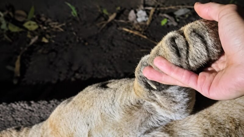 Estudo sobre Passagens de Fauna em Minas Gerais Após Atropelamento de Onça-Parda