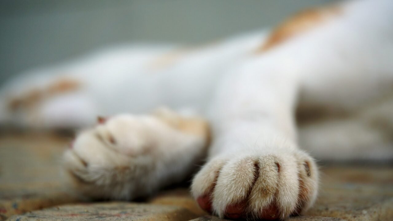 Mulher é Sentenciada a Quatro Anos de Prisão por Mandar Matar Cachorro em Santa Catarina