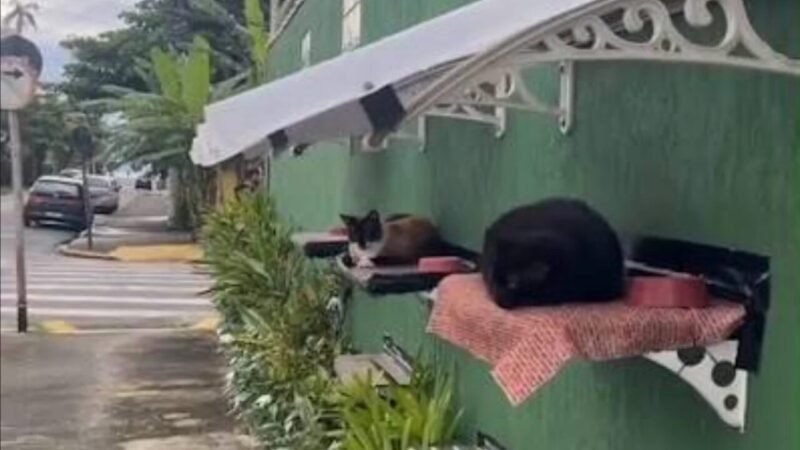 Abrigo Inovador para Gatos Comunitários é Instalado em Ubatuba
