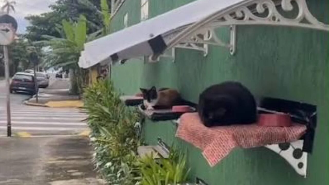 Abrigo Inovador para Gatos Comunitários é Instalado em Ubatuba