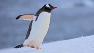 Descoberta de Nova Espécie de Pinguim Nas Ilhas Kerguelen: Um Marco Científico
