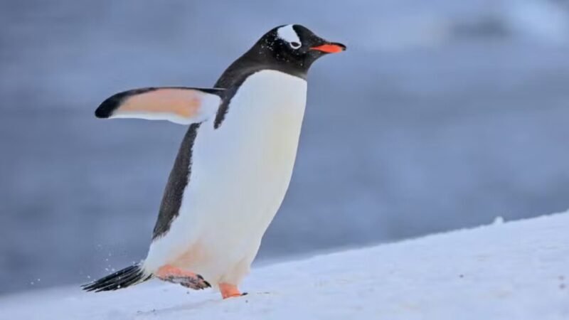 Descoberta de Nova Espécie de Pinguim Nas Ilhas Kerguelen: Um Marco Científico