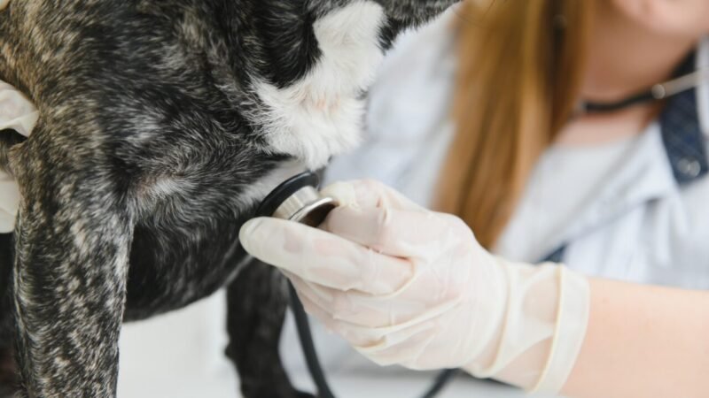 Identificando Sintomas Cardíacos e Respiratórios em Animais de Estimação Idosos
