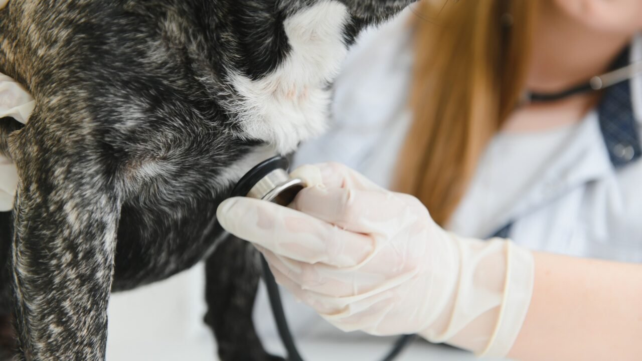 Identificando Sintomas Cardíacos e Respiratórios em Animais de Estimação Idosos