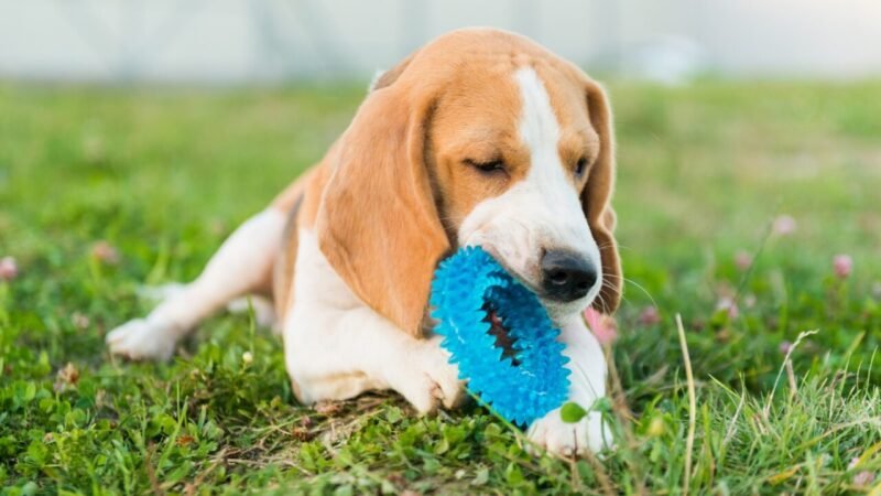 A Compreensão de Propriedade entre os Animais de Estimação