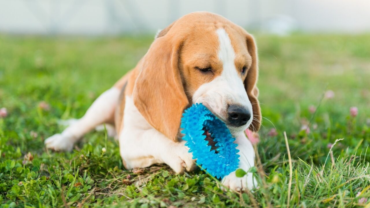 A Compreensão de Propriedade entre os Animais de Estimação