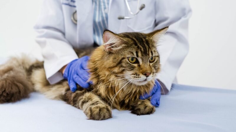 Outubro Rosa: Importância da Prevenção do Câncer de Mama em Animais de Estimação